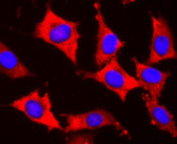 EDG1 Recombinant Rabbit Monoclonal Antibody