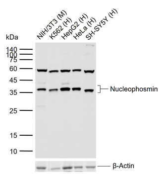 Nucleophosmin Rabbit Polyclonal Antibody