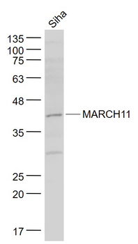 MARCH11 Rabbit Polyclonal Antibody