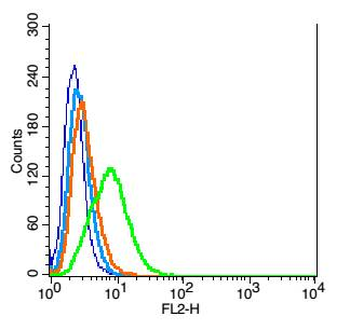 C3orf17 Rabbit Polyclonal Antibody