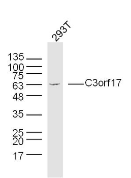 C3orf17 Rabbit Polyclonal Antibody