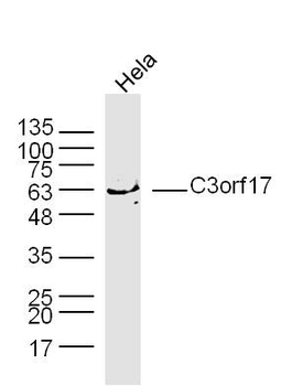 C3orf17 Rabbit Polyclonal Antibody