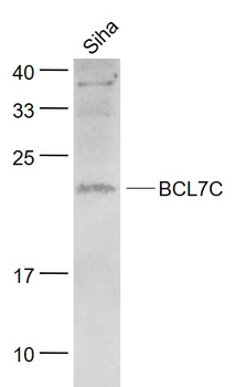 BCL7C Rabbit Polyclonal Antibody