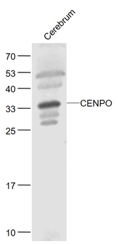 CENPO Rabbit Polyclonal Antibody