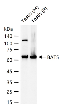 BAT5 Rabbit Polyclonal Antibody