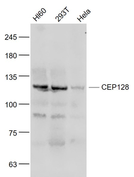 CEP128 Rabbit Polyclonal Antibody