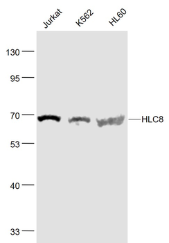 HLC8 Rabbit Polyclonal Antibody