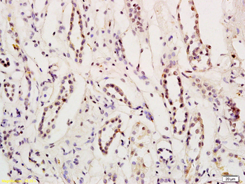 Myocardin Rabbit Polyclonal Antibody