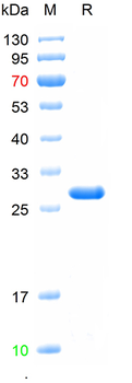 Recombinant human LPPR2 protein, N-Trx&His