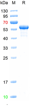 Recombinant Varicella-zoster virus gE protein, N-His