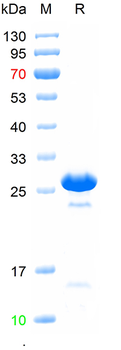 Recombinant human NKX2-1 protein, N-Trx-His