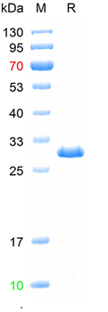 Recombinant human Claudin 5 protein, N-Trx-His