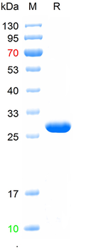 Recombinant human GABRA1 protein, N-His