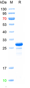 Recombinant mouse STING1 protein, N-His