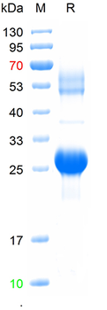 Recombinant human FOLR2 protein, N-His