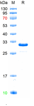 Recombinant human STING1 protein, N-His