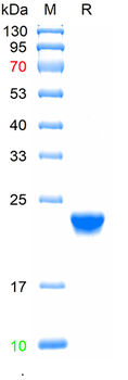 Recombinant human IFNA4 protein, N-His