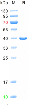 Recombinant human FIBIN protein, N-Trx-His
