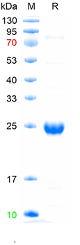 Recombinant mouse DMBT1 protein, C-His