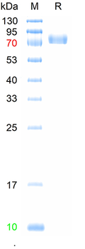 Recombinant human EphA3 protein, C-His (HEK293)