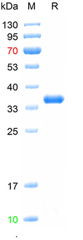 Recombinant human HLA E protein, N-His