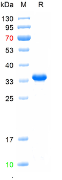 Recombinant human GPR84 protein, N-Trx-His
