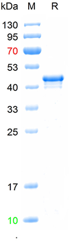 Recombinant mouse Myosin VIIa protein, N-Trx-His