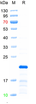 Recombinant human MYOD1 protein, C-His