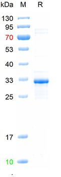 Recombinant mouse Myogenin protein, N-His