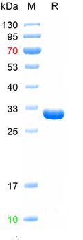 Recombinant human KCNJ18 protein, C-His
