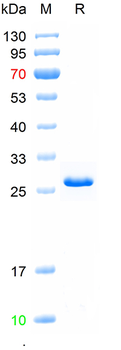 Recombinant human HSPG2 protein, N-His