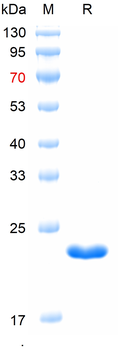 Recombinant mouse Z DNA binding protein, N-His