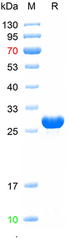 Recombinant human LPL protein, N-His