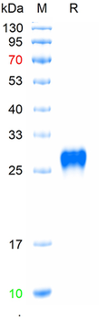 Recombinant human RANK protein, C-His (HEK293)
