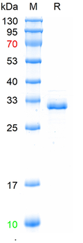 Recombinant human ZO-1 protein, N-His