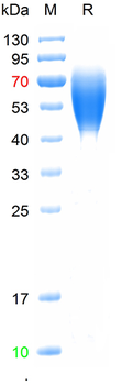 Recombinant mouse GM-CSFR alpha protein, His (HEK293)