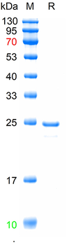 Recombinant mouse CHAC1 protein, N-His