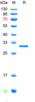 Recombinant human GCH1 protein, C-His