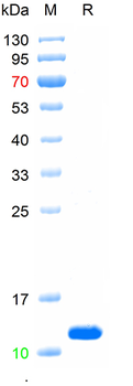Recombinant human Ninjurin 1 protein, C-His