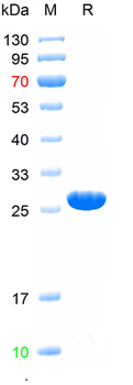 Recombinant mouse NALP3 protein, N-Trx-His