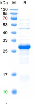 Recombinant human BRCA2 protein, His