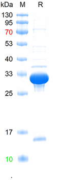 Recombinant mouse TDRD9 protein, His
