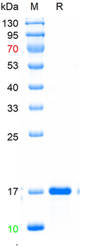 Recombinant human IFN Gamma protein, N-His Tag