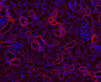 Goat Anti-Rabbit IgG H&L, BF594 conjugated