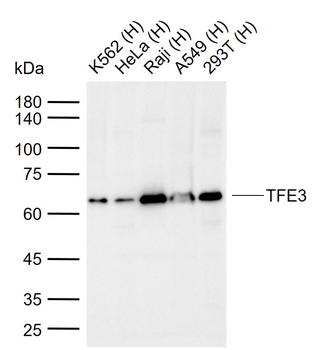 TFE3 Mouse Monoclonal Antibody