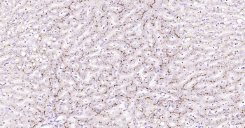 P Glycoprotein Recombinant Rabbit Monoclonal Antibody