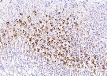 MUC6 Mouse Monoclonal Antibody