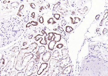 Cyclin G2 Rabbit Polyclonal Antibody