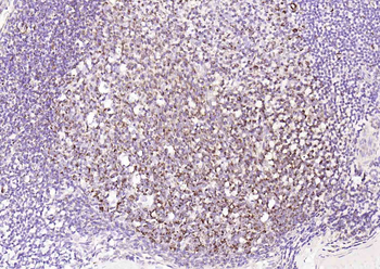 Cyclin G2 Rabbit Polyclonal Antibody