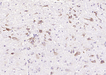 Cyclin G2 Rabbit Polyclonal Antibody